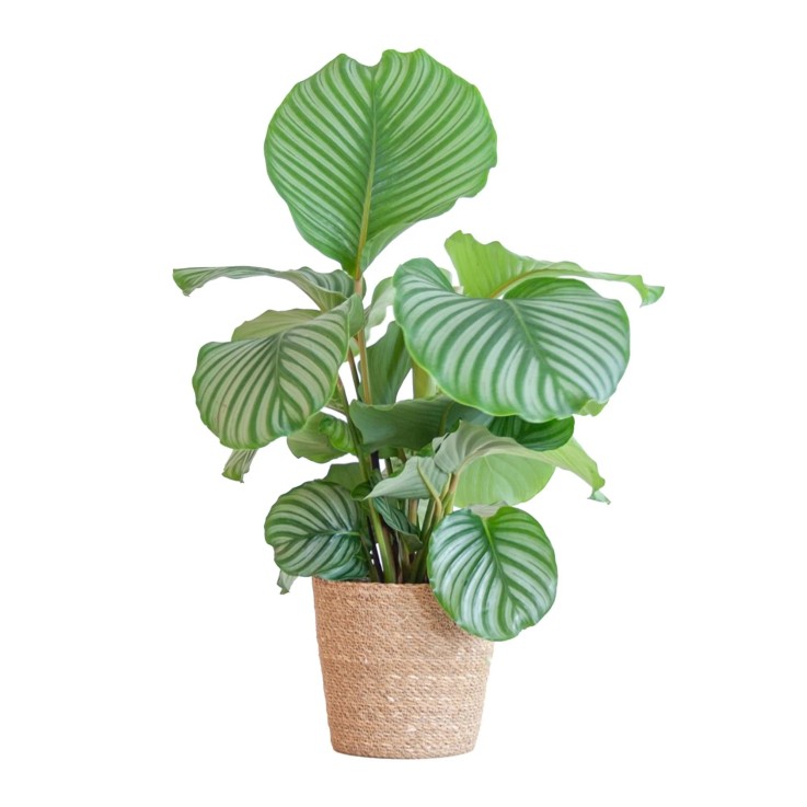 Calathea Orbifolia et son pot -  Panier naturel