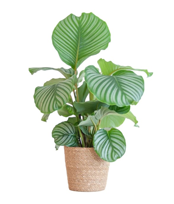 Calathea Orbifolia et son...