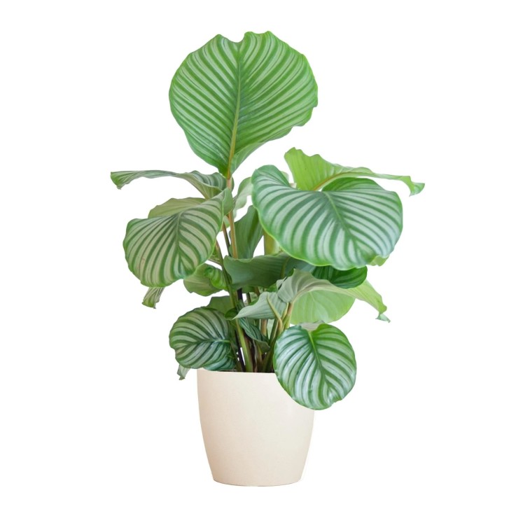 Calathea Orbifolia et son pot -  Blanc