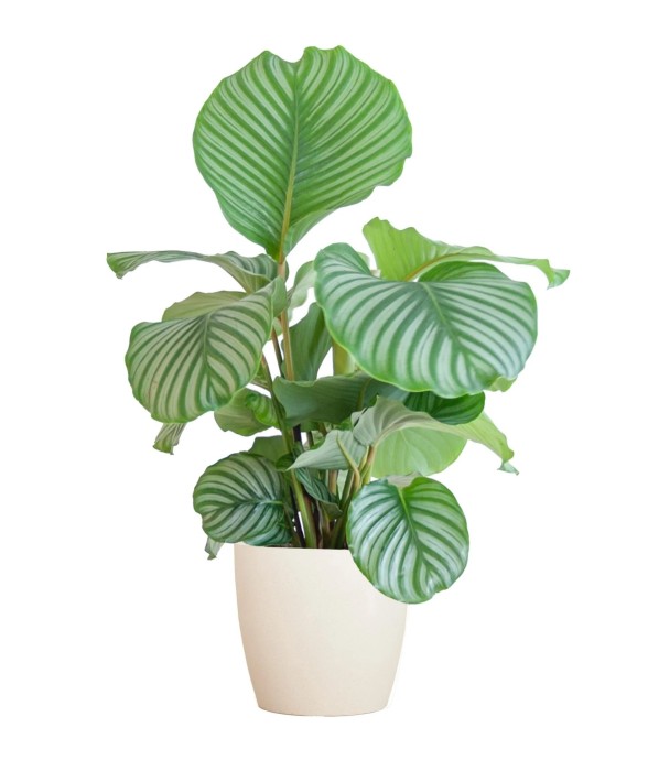 Calathea Orbifolia et son...