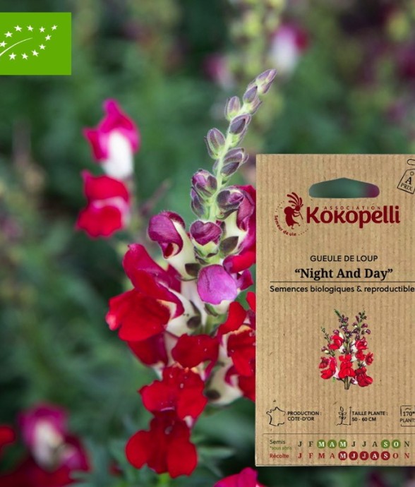 Gueule de Loup Night And...