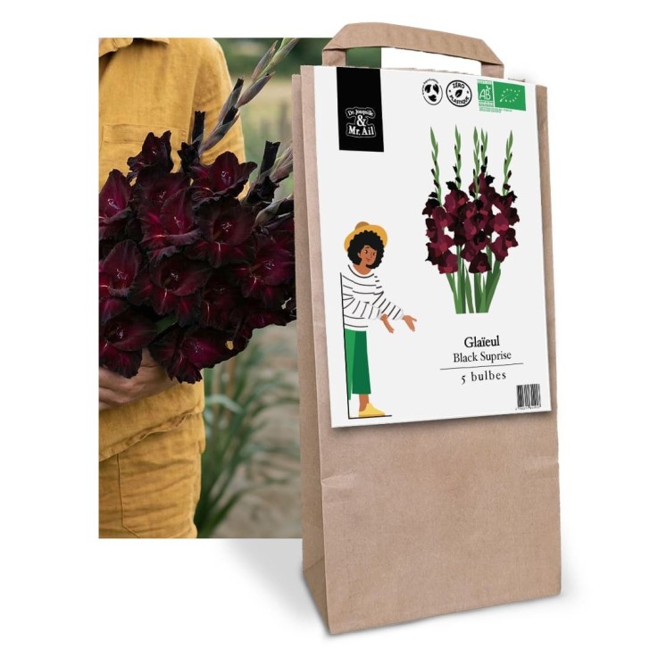 Bulbes à Fleurs Bio - Glaieul Black Surprise