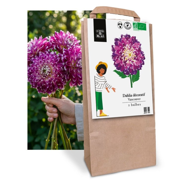 Bulbes à Fleurs Bio - Dahlia Vancouver