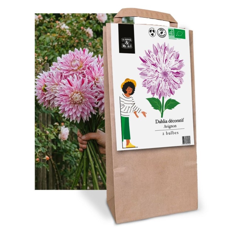 Bulbes à Fleurs Bio - Dahlia Avignon