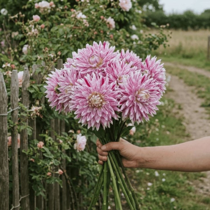 Bulbes à Fleurs Bio - Dahlia Avignon