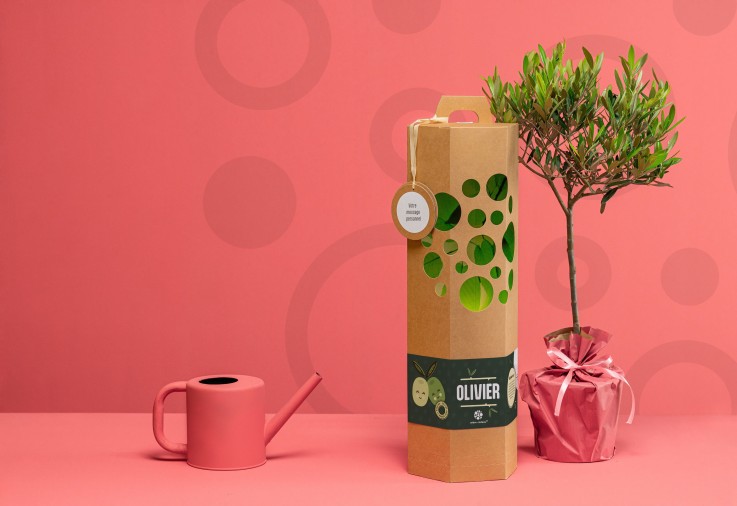 Olivier - Arbre à planter