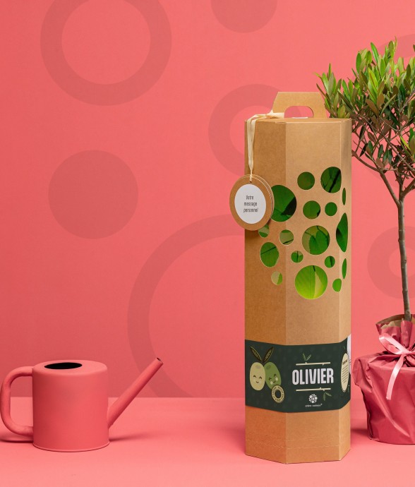 Olivier - Arbre à planter