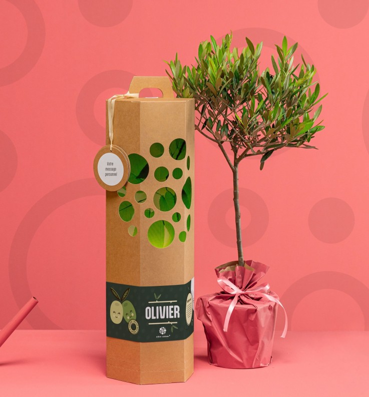 Olivier - Arbre à planter