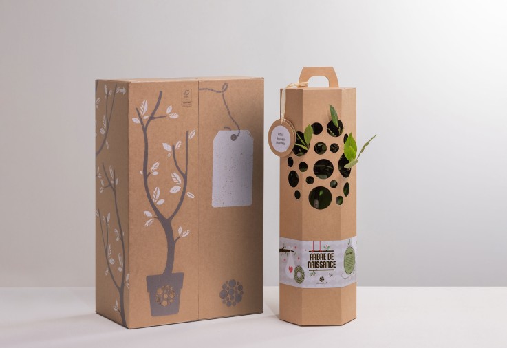 Coffret Arbre Ginkgo de Naissance à planter