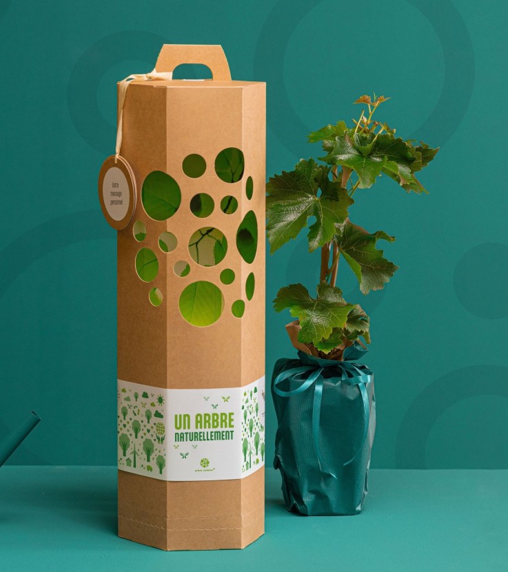 Chêne – Arbre à planter