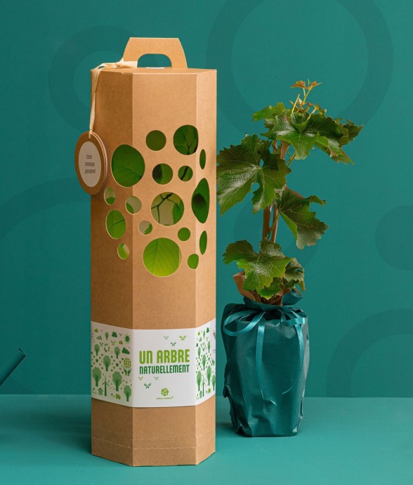 Chêne – Arbre à planter