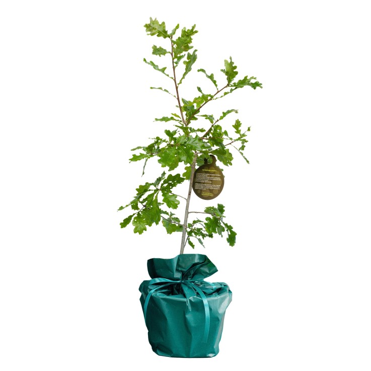 Chêne – Arbre à planter