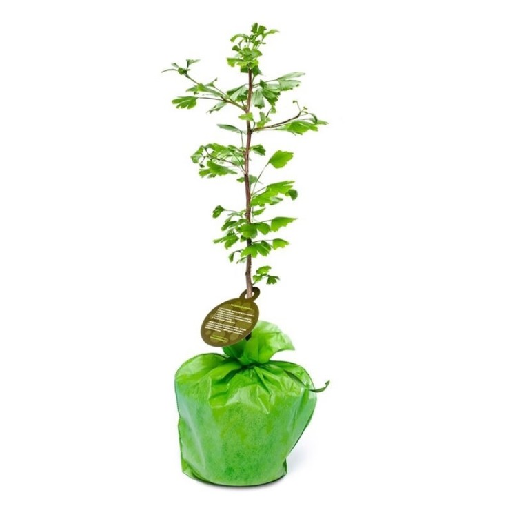 Ginkgo Biloba – Arbre à planter