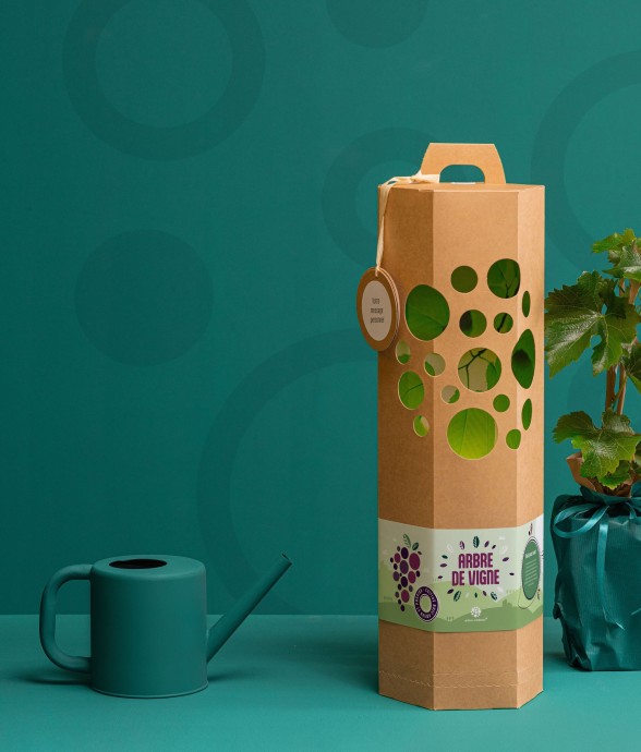 Vigne - Arbre à planter