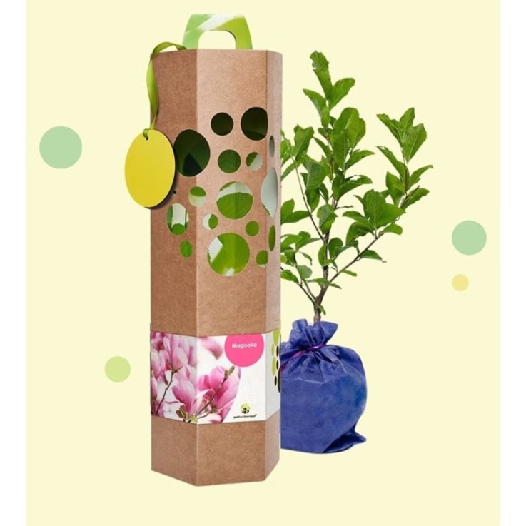 Magnolia – Arbre à planter