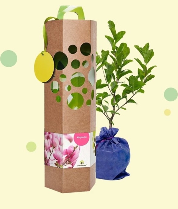 Magnolia – Arbre à planter