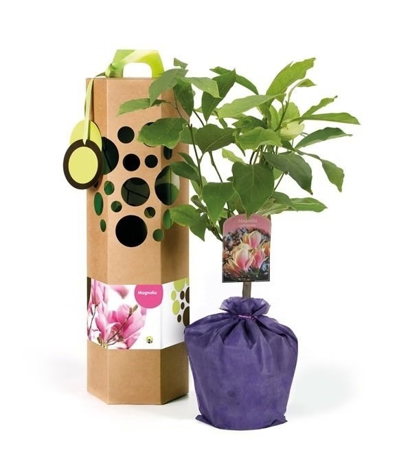 Magnolia – Arbre à planter