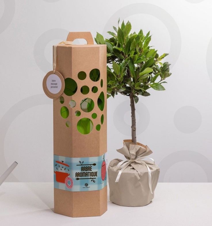 Laurier sur Tige – Arbre à planter