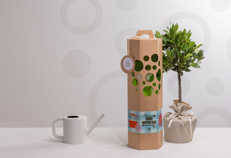 Laurier sur Tige – Arbre à planter