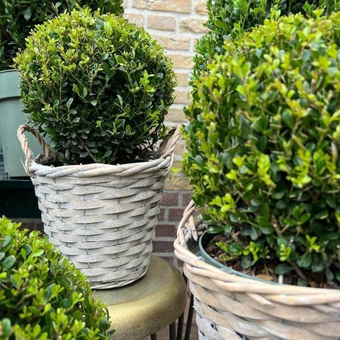 Ilex crenata 'Jenny' x2 -  Panier