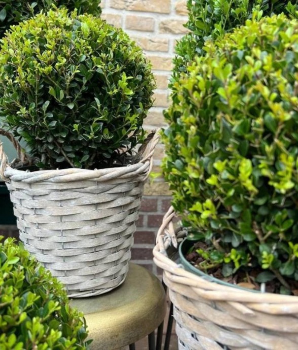 Ilex crenata 'Jenny' x2 -...