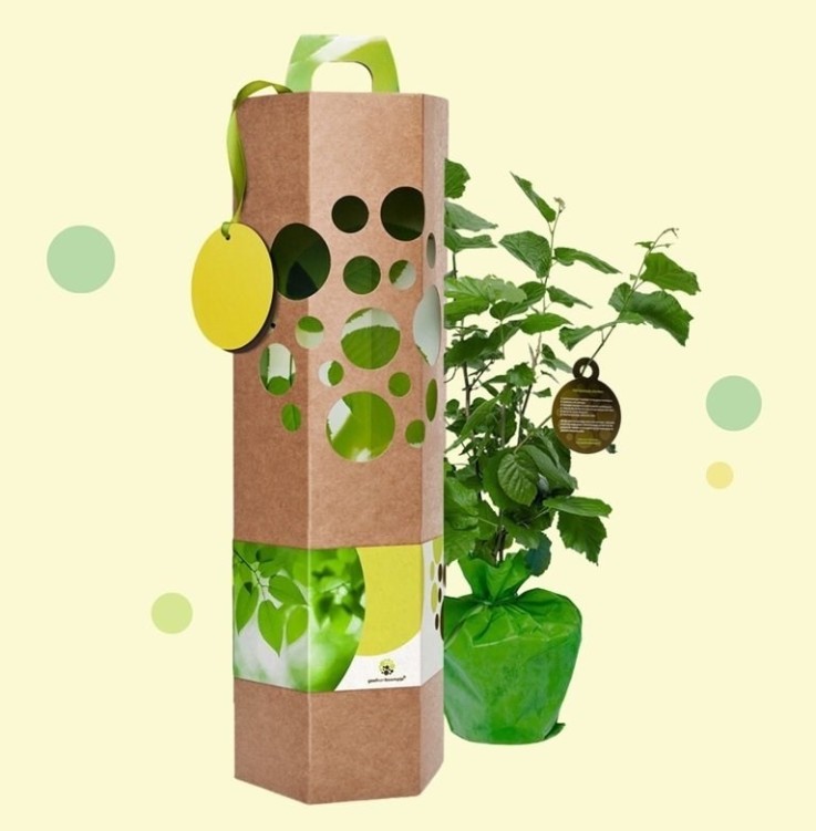 Noisetier – Arbre à planter