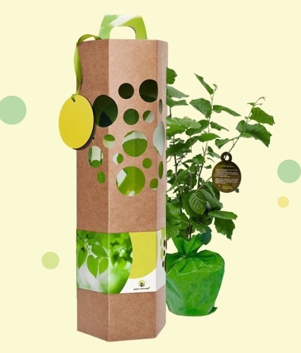 Noisetier – Arbre à planter