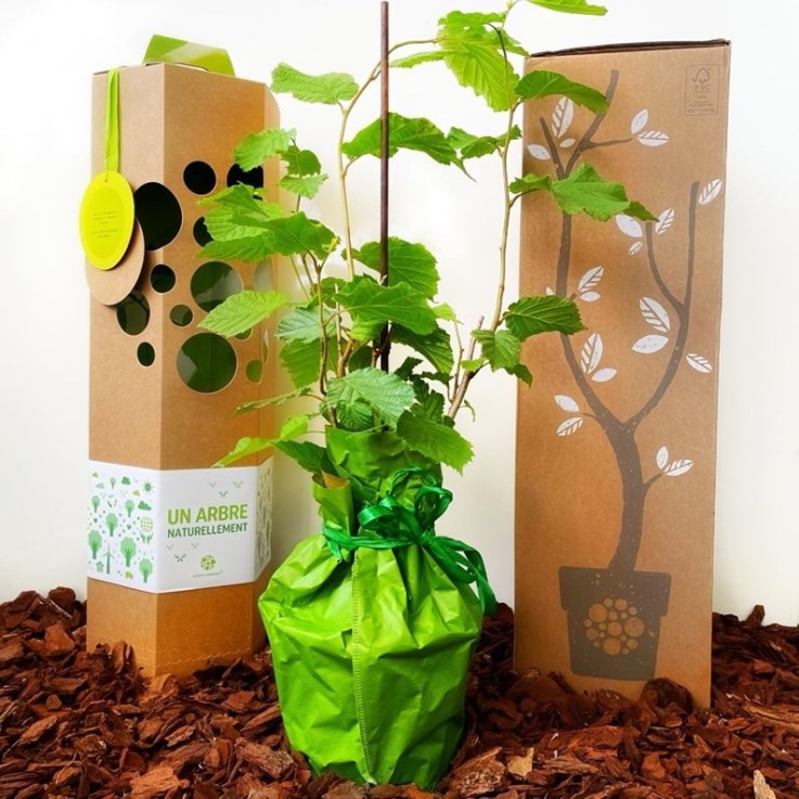 Noisetier – Arbre à planter