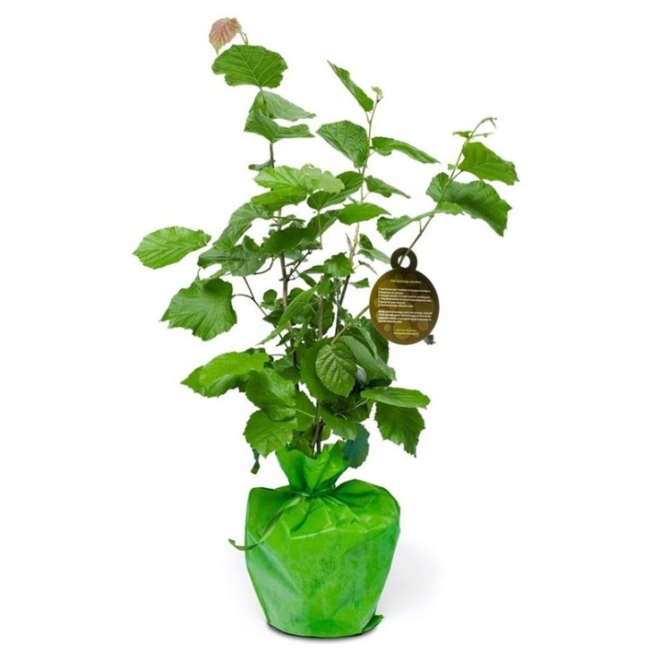 Noisetier – Arbre à planter