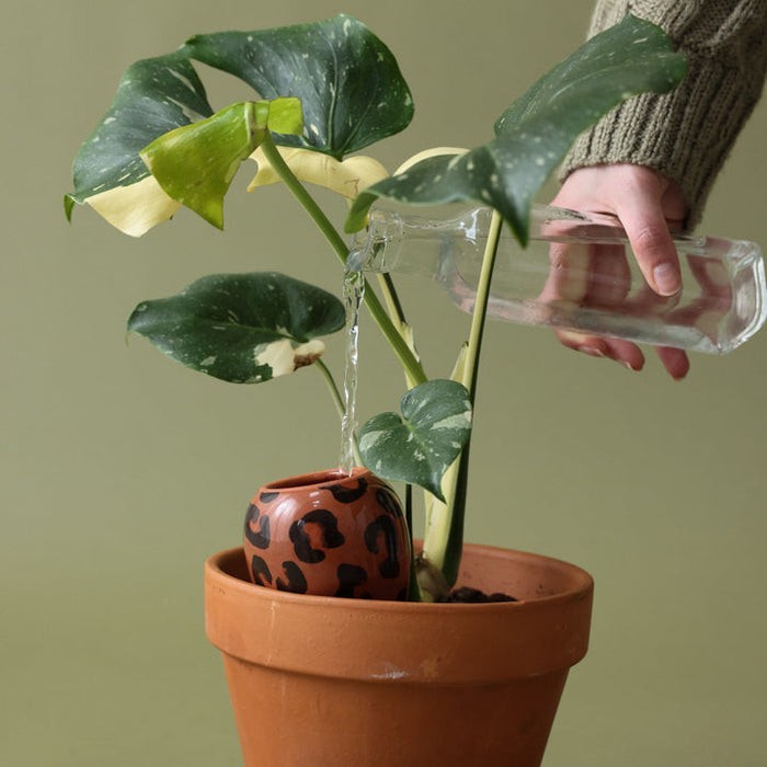 Olla Diffuseur d'eau naturel pour plantes