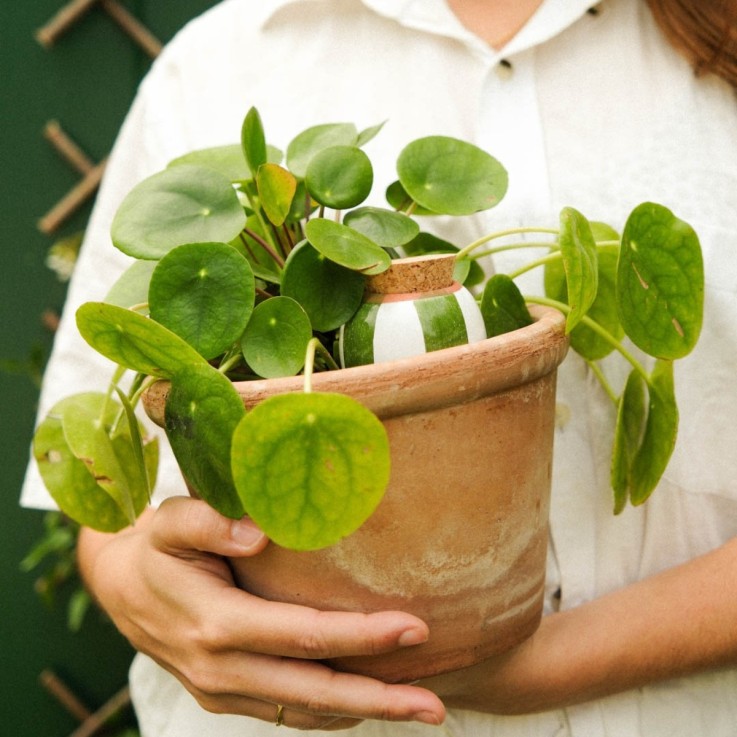 Trio Ollas Naturelles Mini Diffuseurs d'eau pour plantes - Les rayées