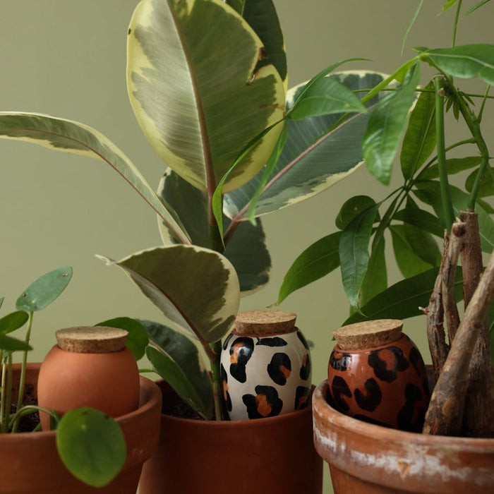 Trio Ollas Naturelles Mini Diffuseurs d'eau pour plantes - Les léopards