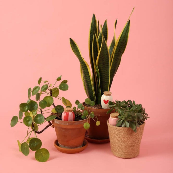 Trio Ollas Naturelles Mini Diffuseurs d'eau pour plantes - Les lovers
