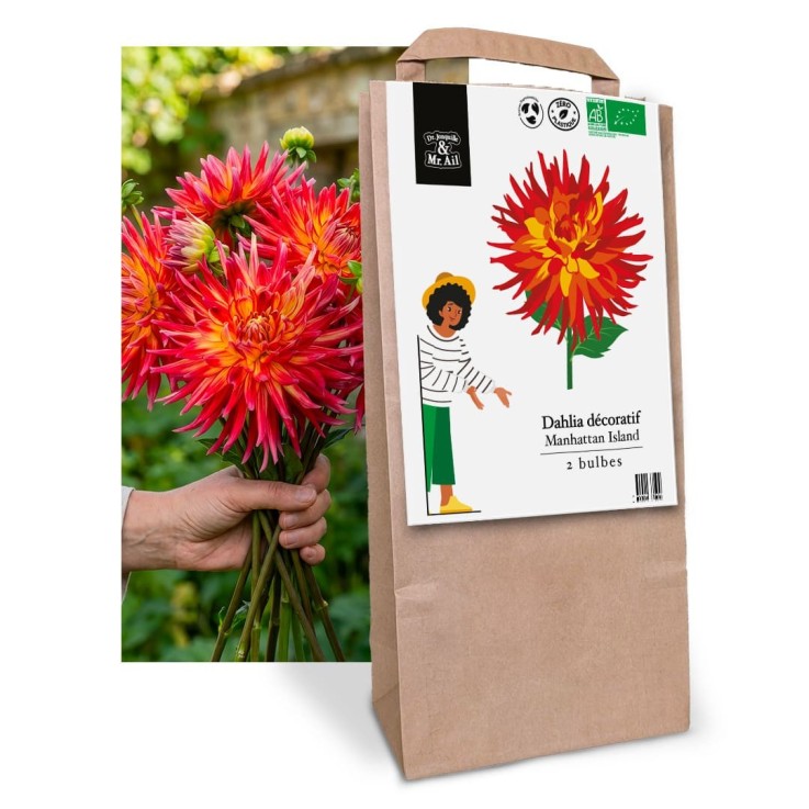 Mélange de tubercules de Dahlias (8 bulbes)