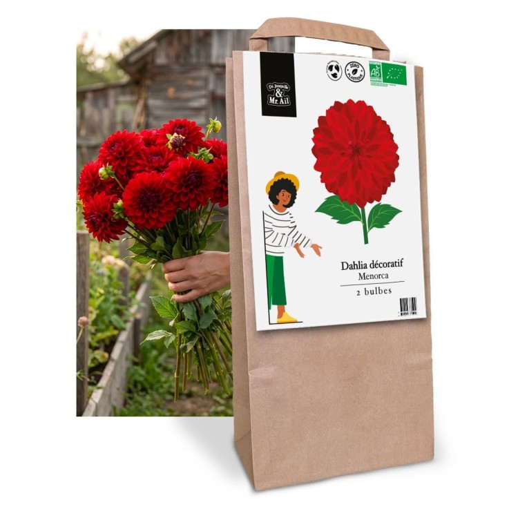 Mélange de tubercules de Dahlias (8 bulbes)