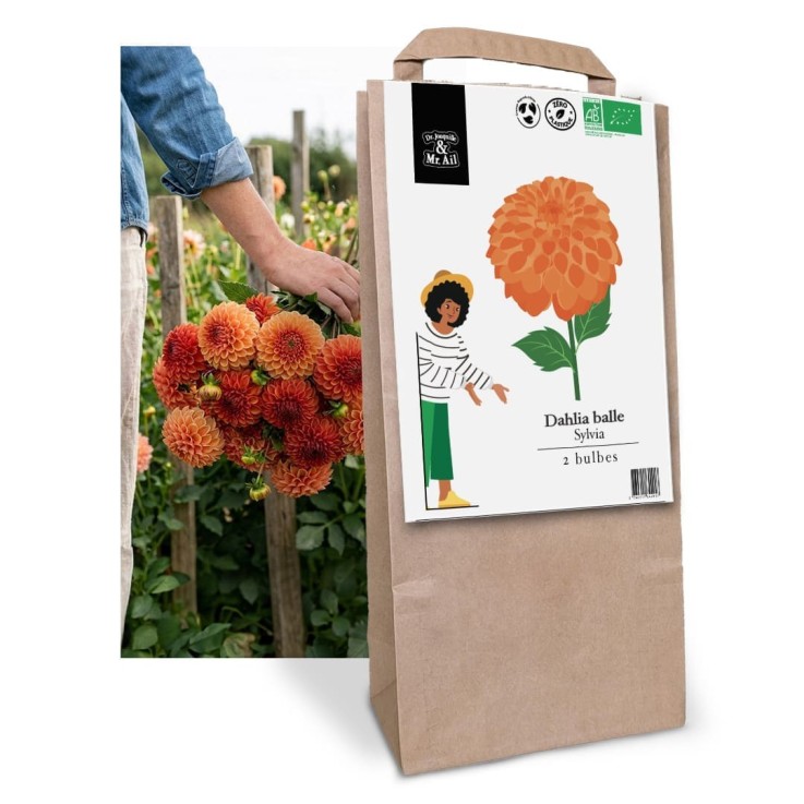 Mélange de tubercules de Dahlias (8 bulbes)