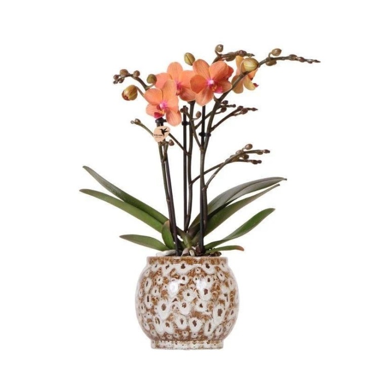 Orchidée Corail et son pot -  Safari