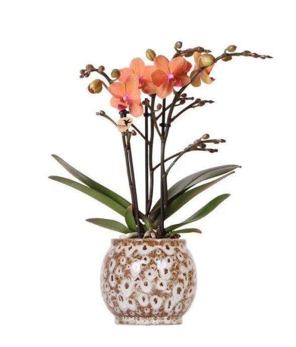Orchidée Corail et son pot...