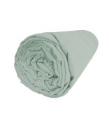 Eucalyptus