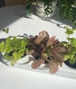 Kit potager d'intérieur semi-hydroponique prêt à planter - 3 légumes-feuille bio