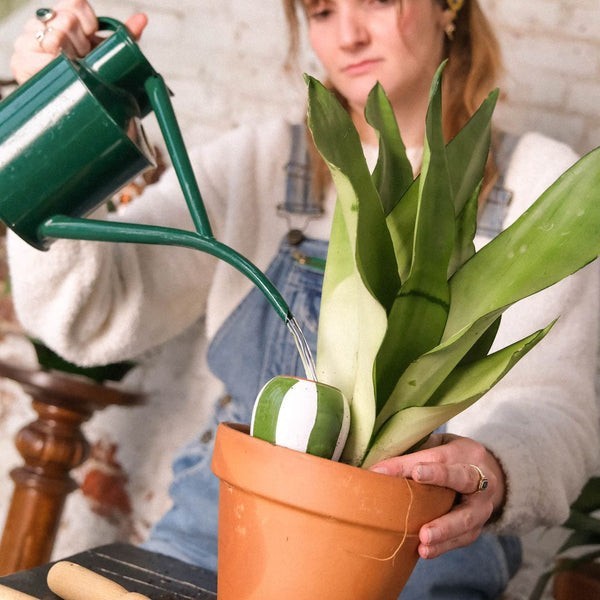 Trio Ollas Naturelles Mini Diffuseurs d'eau pour plantes - Les rayées