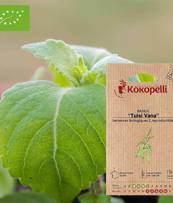 Basilic Tulsi Vana- Graines...