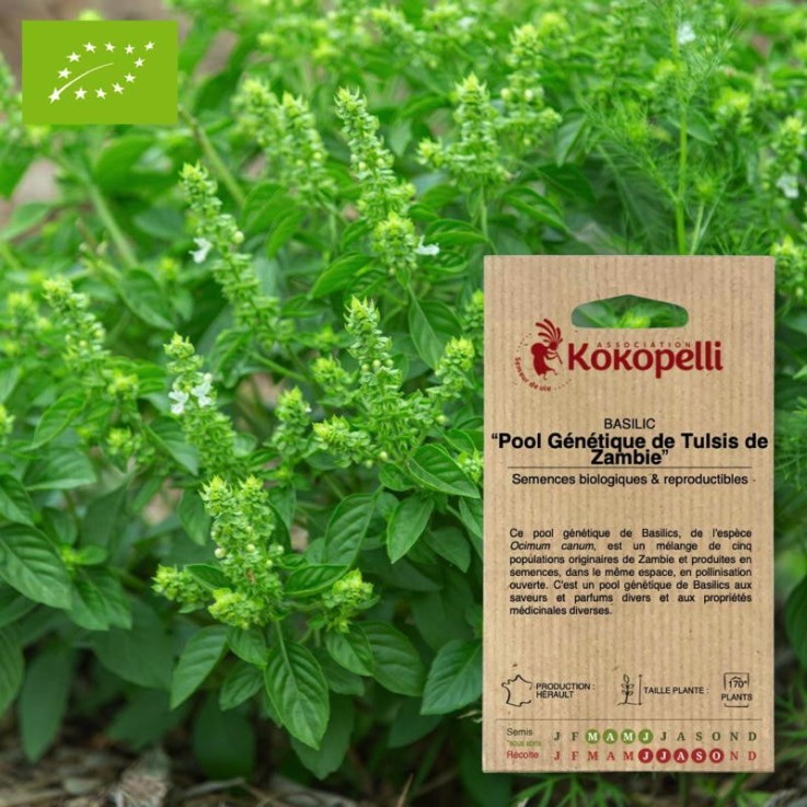 Basilic Tulsi de Zambie- Graines bio à semer