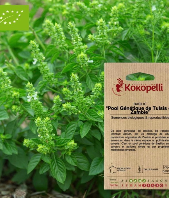 Basilic Tulsi de Zambie-...