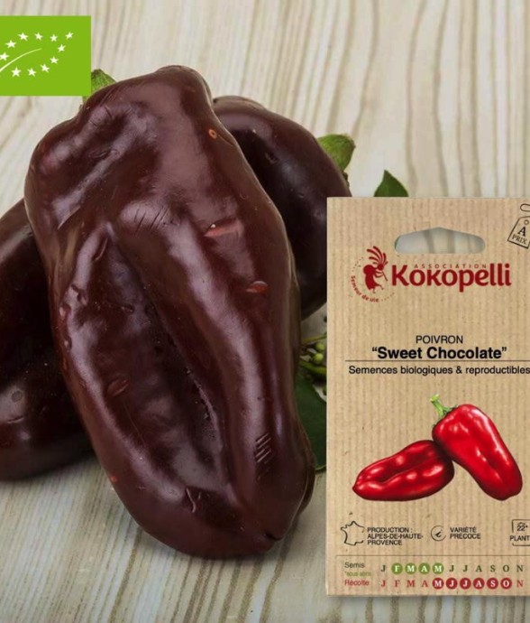Poivron Sweet Chocolate-...