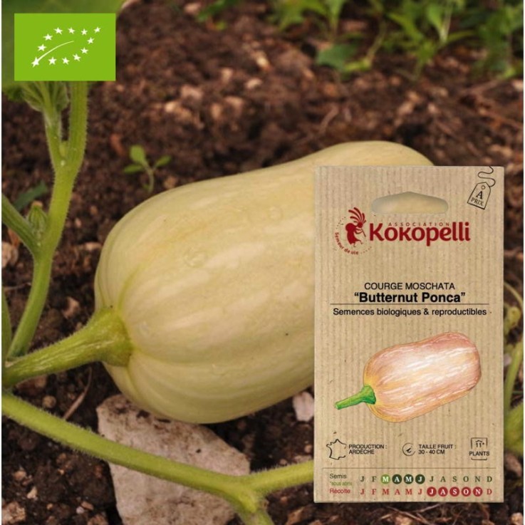 Courge Moschata Butternut Ponca- Graines bio à semer