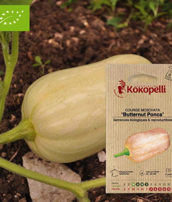 Courge Moschata Butternut...