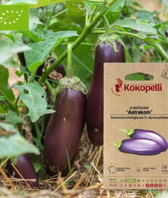 Aubergine Astrakom- Graines...