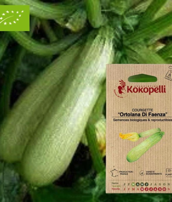 Courgette Ortolana Di...