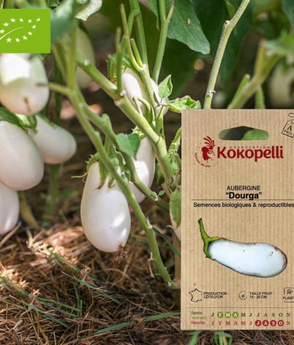 Aubergine Dourga- Graines...